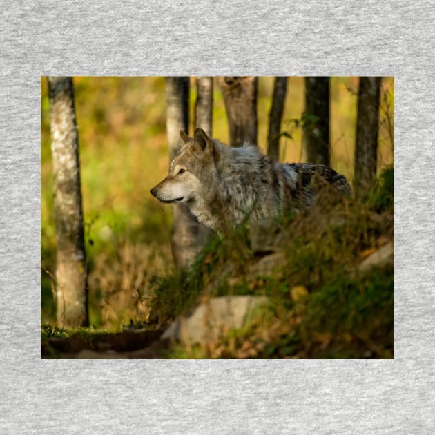 Timber Wolf by jaydee1400